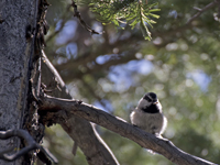 Mountain Chickadee 2452